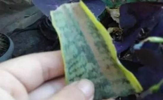 虎尾兰扦插 虎尾兰扦插