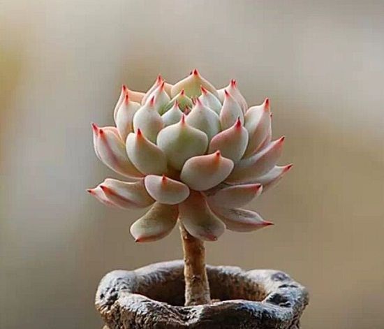 浇水过多徒长的石莲花 浇水过多徒长的石莲花