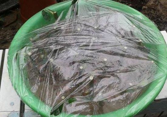 月季扦插 月季扦插