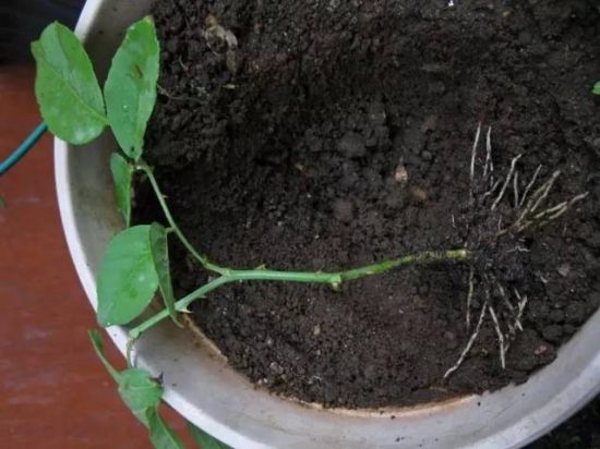 月季扦插 月季扦插