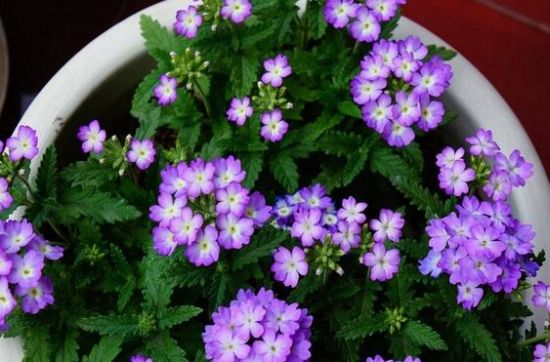 这些植物气温越高它们长得越浪 这些植物气温越高它们长得越浪