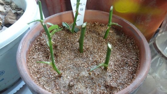 月季扦插 月季扦插