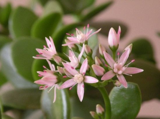 玉树开花 玉树开花