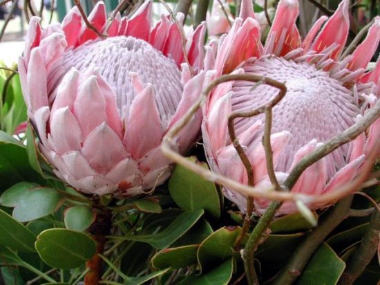 帝王花的种植方法 帝王花的种植方法