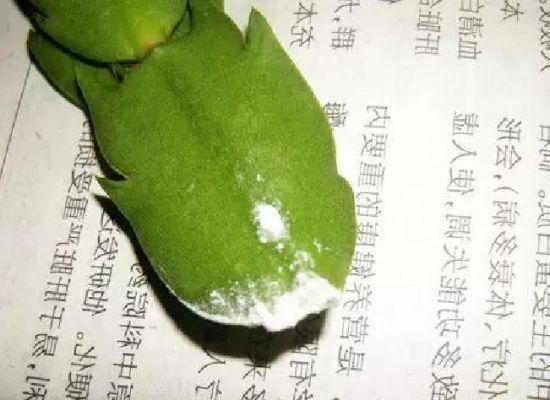 蟹爪兰扦插 蟹爪兰扦插