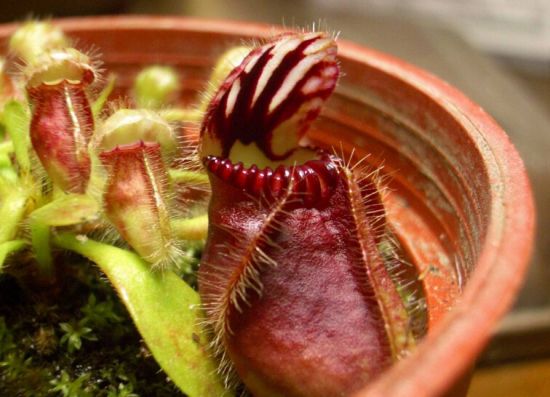 土瓶草的资料 土瓶草的资料