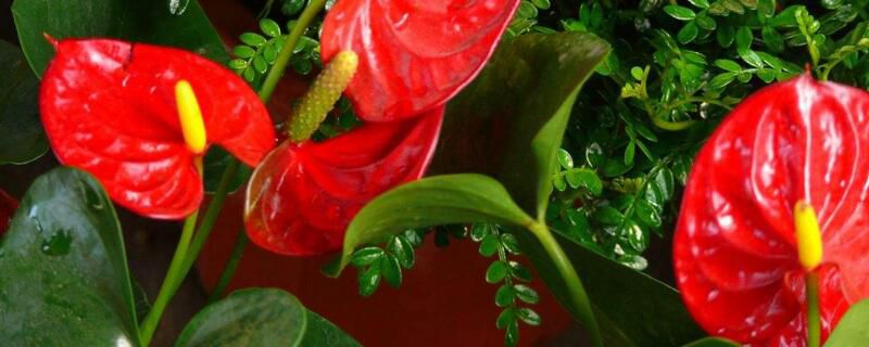 红掌放在家中什么位置好？红掌和白掌哪个好养