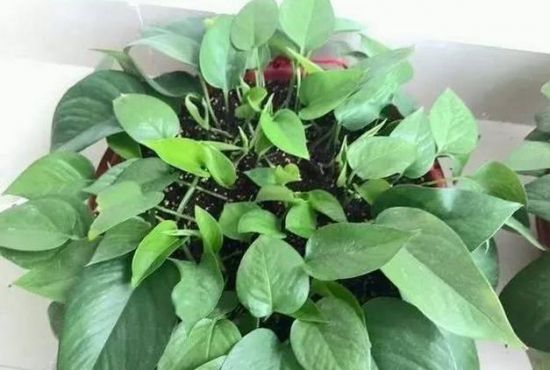 绿萝扦插 绿萝扦插