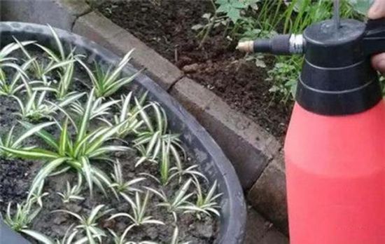 绿萝扦插 绿萝扦插