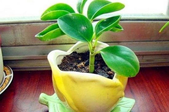 豆瓣绿扦插 豆瓣绿扦插