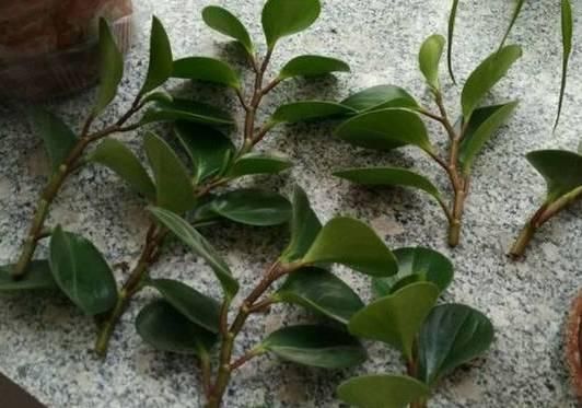 豆瓣绿扦插 豆瓣绿扦插