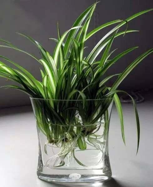 绿萝扦插 绿萝扦插