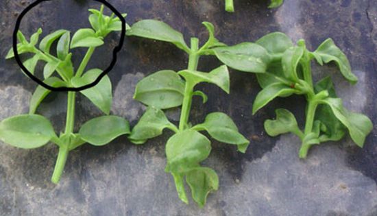 牡丹吊兰扦插 牡丹吊兰扦插