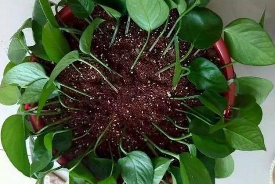 绿萝扦插 绿萝扦插