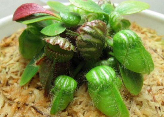 土瓶草的资料 土瓶草的资料