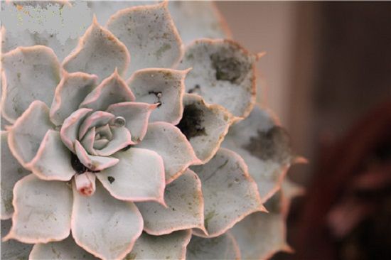 多肉植物烟煤病(四) 多肉植物烟煤病(四)