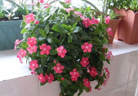 这些植物气温越高它们长得越浪 这些植物气温越高它们长得越浪