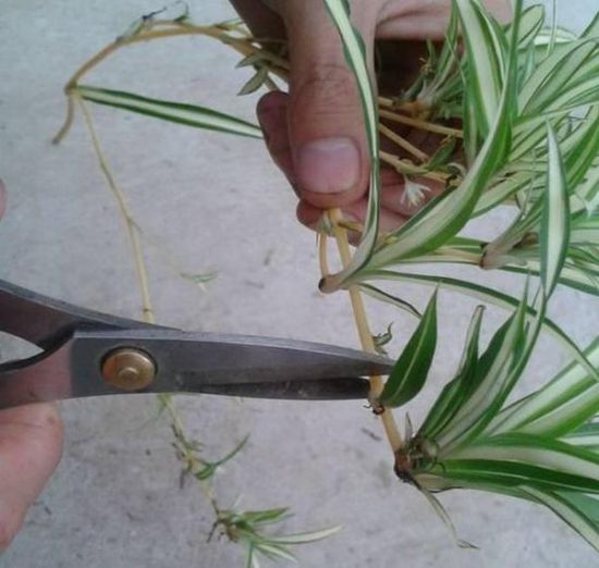 绿萝扦插 绿萝扦插