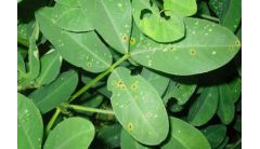 千日红病虫害及防治方法，叶斑病需摘叶药剂喷