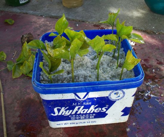 茉莉扦插 茉莉扦插