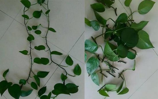 绿萝扦插 绿萝扦插