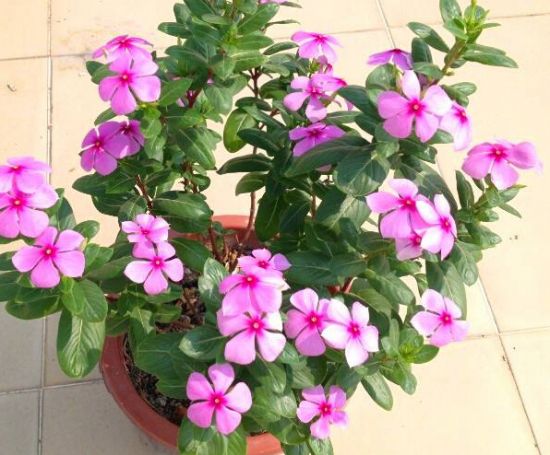 这些植物气温越高它们长得越浪 这些植物气温越高它们长得越浪