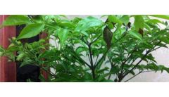 幸福树叶子干了怎么办