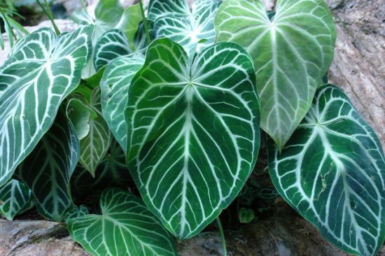 水晶花烛的种植方法 水晶花烛的种植方法