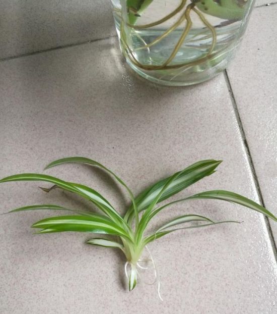 绿萝扦插 绿萝扦插