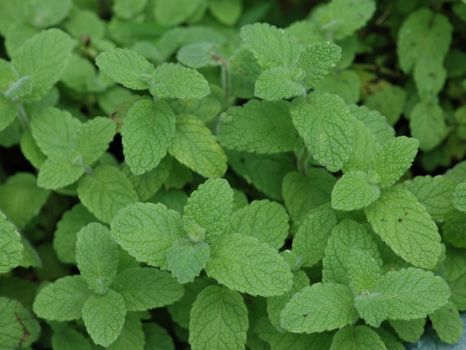 苹果薄荷 苹果薄荷