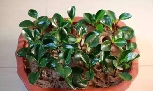 豆瓣绿扦插 豆瓣绿扦插