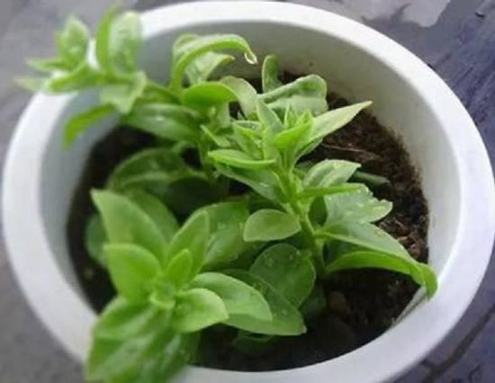 牡丹吊兰扦插 牡丹吊兰扦插