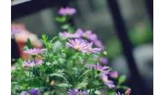 姬小菊能活几年？养护得当可成活2～3年