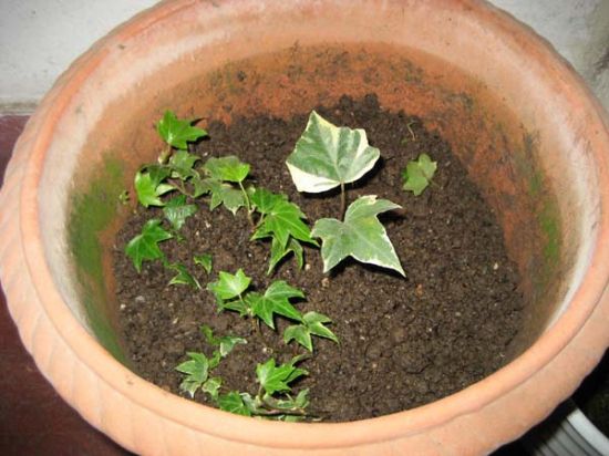 常春藤扦插 常春藤扦插