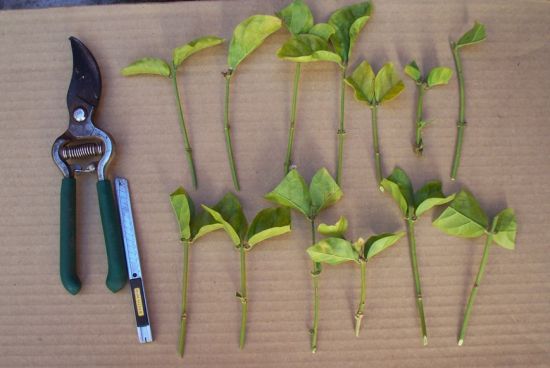 茉莉扦插 茉莉扦插