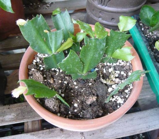 蟹爪兰扦插 蟹爪兰扦插