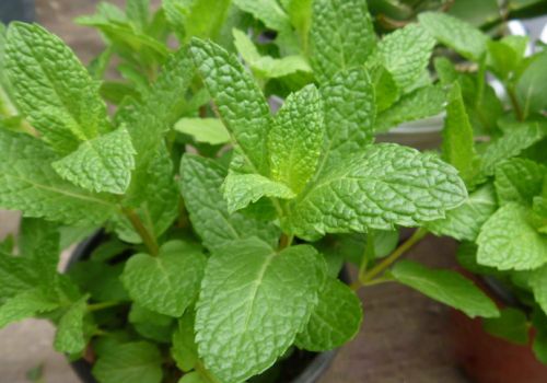 绿薄荷 绿薄荷