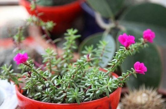 这些植物气温越高它们长得越浪 这些植物气温越高它们长得越浪