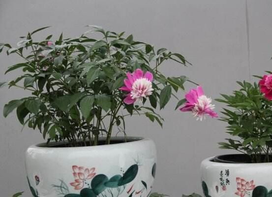 芍药怎么修剪？芍药开花和开花前后的修剪技巧