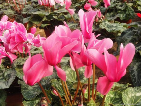 粉色仙客来 粉色仙客来