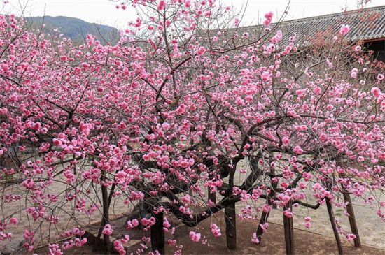 20公分樱花树价格多少？一般2000～3000元一株