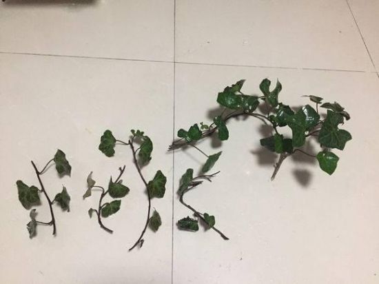 常春藤扦插 常春藤扦插