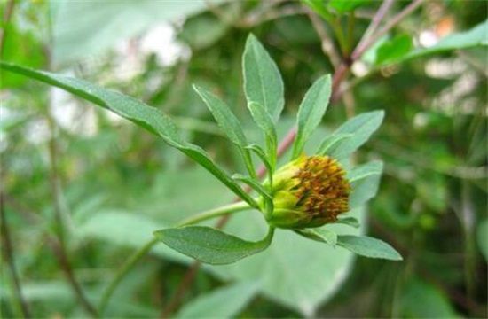 鬼针草的功能和作用，可清热降火保护肠胃还能