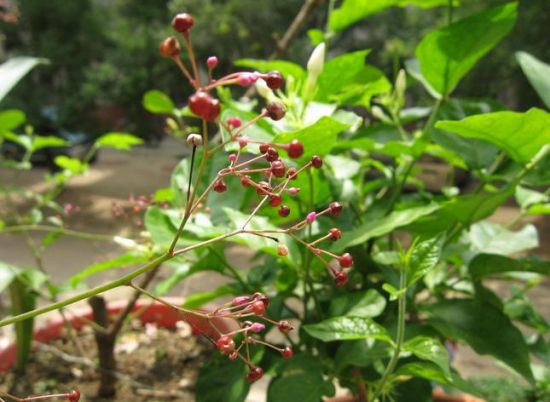 生机勃勃的人参花 生机勃勃的人参花