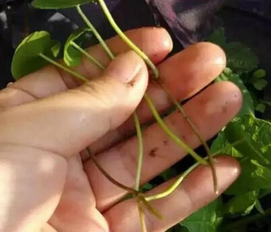 铜线草扦插 铜线草扦插