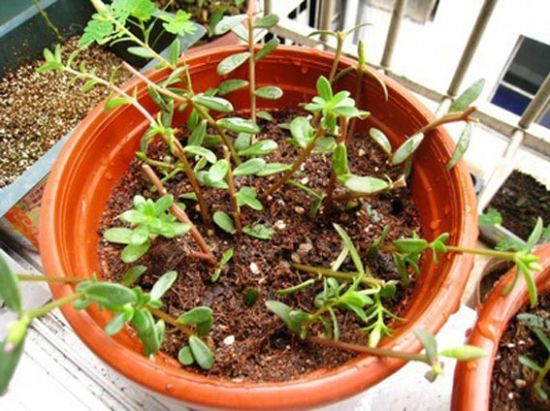 太阳花扦插 太阳花扦插