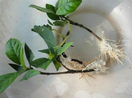 栀子花扦插 栀子花扦插