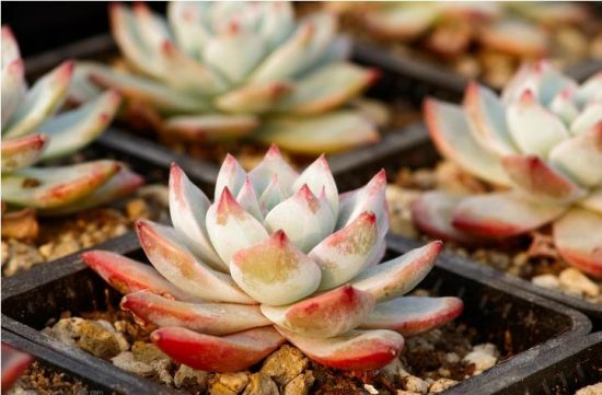 石莲花的功效与作用 石莲花的功效与作用