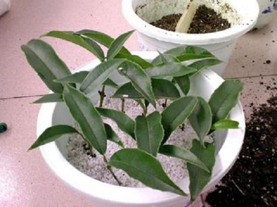 桂花扦插 桂花扦插