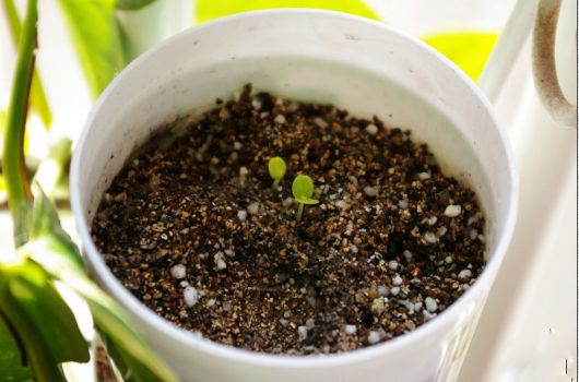 含羞草长苗啦 含羞草长苗啦